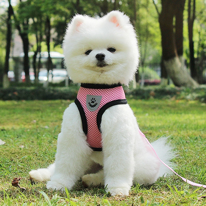 Adjustable pet car safety seat belt